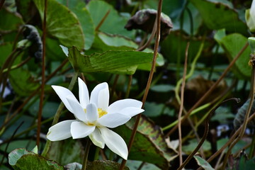 Beautiful blooming lotus flower in the pond    
Beautiful blooming lotus flower in the pond, Pink Lotus, lake if lotus
