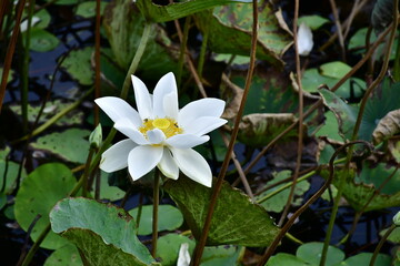 Beautiful blooming lotus flower in the pond    
Beautiful blooming lotus flower in the pond, Pink Lotus, lake if lotus
