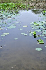Beautiful blooming lotus flower in the pond    
Beautiful blooming lotus flower in the pond, Pink Lotus, lake if lotus
