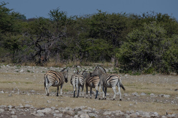 Fototapeta na wymiar Zebra in Südafrika
