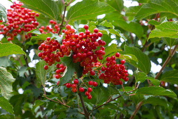 Autumn branch viburnum during the rain, falling drops. Ripe juicy red berries viburnum opulus, green leaves. Harvest, fall background