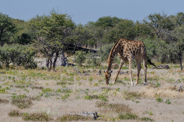Giraffe in Südafrika