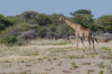 Fototapeta na wymiar Giraffe in Südafrika