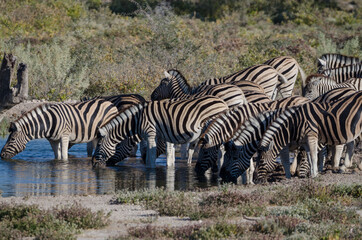 Fototapeta na wymiar Zebra in Südafrika