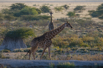Wildtiere in Südafrika