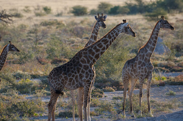 Wildtiere in Südafrika