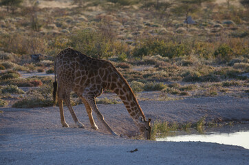 Wildtiere in Südafrika