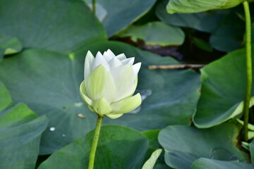 Beautiful blooming lotus flower in the pond    
Beautiful blooming lotus flower in the pond, Pink Lotus, lake if lotus
