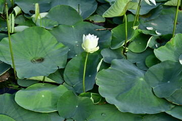 Beautiful blooming lotus flower in the pond    
Beautiful blooming lotus flower in the pond, Pink...