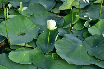 Beautiful blooming lotus flower in the pond    
Beautiful blooming lotus flower in the pond, Pink Lotus, lake if lotus
