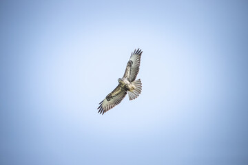 eagle in flight © ukasz