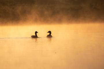 ducks in the lake © ukasz