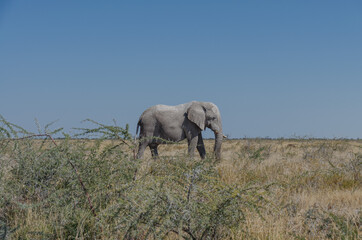 Ein Portrait vom Elefant in der Natur