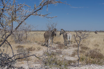 Fototapeta premium Zebra in Südafrika