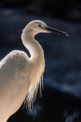 great egret or ardea alba perched on branch with natural green background