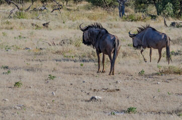 Wildtiere in Südafrika