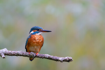 Fototapeta premium Eurasian kingfisher (Alcedo atthis) sitting on his perch in autumn.