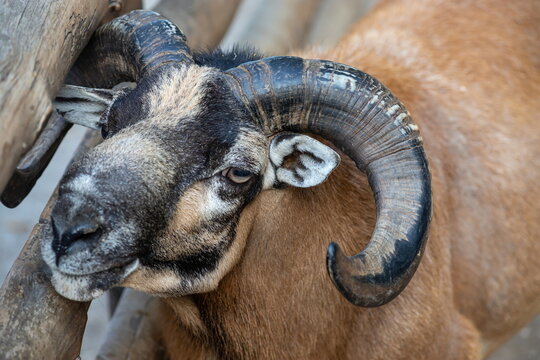 Portrait of a mouflon - Male mouflon