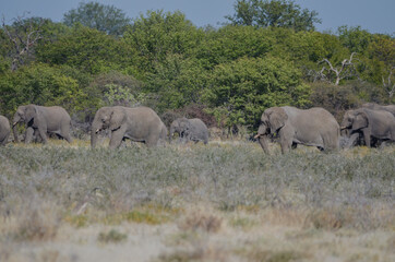 Naklejka na ściany i meble Eine Herde wilder Elefanten in Etosha Südafrika