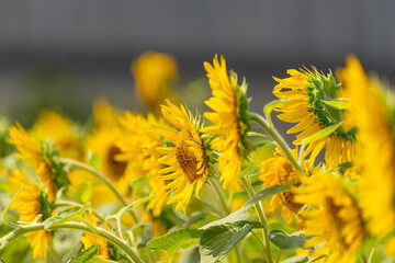 夏が似合うひまわり