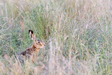 European hare (Lepus europaeus) on a meadow in summer near Frankfurt, Germany.