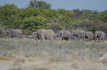Obraz premium Eine Herde wilder Elefanten in Etosha Südafrika