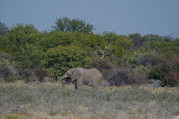 Fototapeta premium Eine Herde wilder Elefanten in Etosha Südafrika