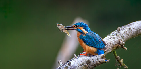 The kingfisher has caught a fish and is about to eat it.