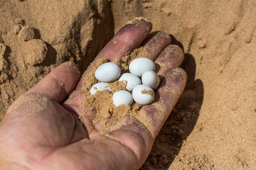 white eggs of a reptile lizard in the palm of a worker