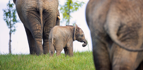 A young African elephant is safe with his parents. - obrazy, fototapety, plakaty