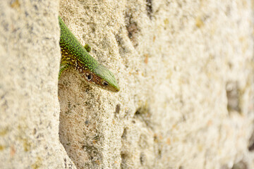 a small green lizard hides in the crevice of the ancient wall of the tower in summer, the lizard...