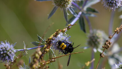 closeup of bumble bee on purple thistle or Echinops bannaticus