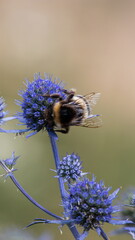 bumblebee sits on a branch of a eryngium and collects pollen from a flowe