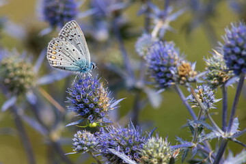 Bee on flowers of eryngium. Bee pollinates a flower in the garden
