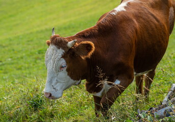 cows graze on the green grass of the mountain slope