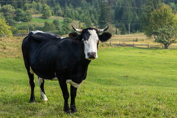 cows graze on the green grass of the mountain slope