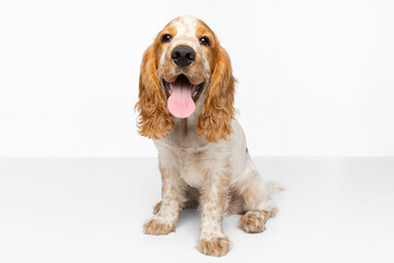 Cute and sweet Cocker Spaniel dog with tongue sticking out sitting isolated over white background