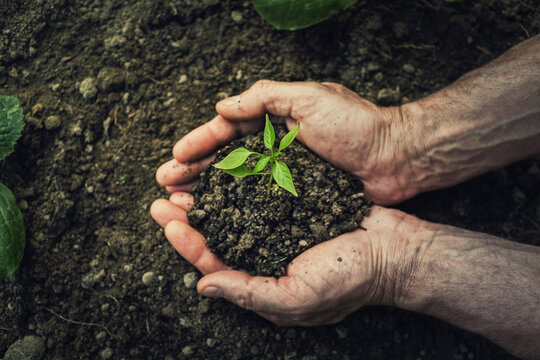 Gardener hands holding fertile soil with grown green seedling. Environment concept. Bio farming, global eco food supply issue. Agriculture problems after drought season. Hunger and malnutrition