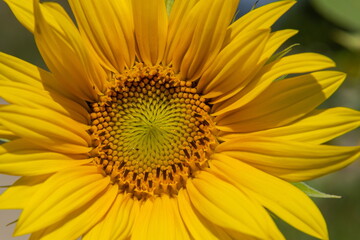 the middle of the inflorescence of yellow sunflowers in the field, growing food, sunflower field during flowering and pollination