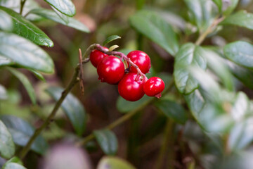 Bunch of wild ripe red forest lingonberries on bush