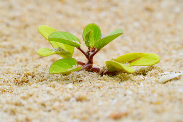 Plants growing in the sand on the beach, small bushes on the sand