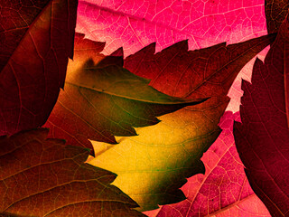 red and yellow autumnal leaves close up