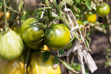 unripe green homemade tomatoes that grow in the garden