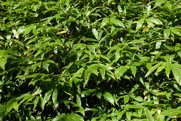 群生している笹