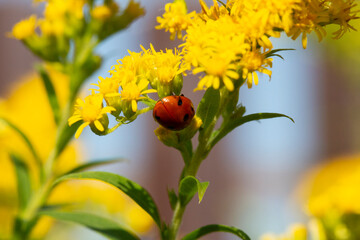 yellow flower petal with ladybug under blue sky