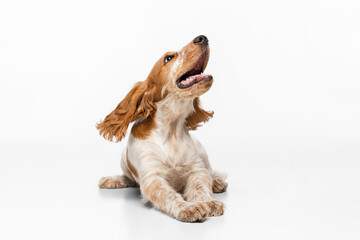 Cute and sweet Cocker Spaniel dog smiling, lying on floor and looking upward isolated over white...