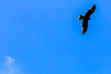 eagle in flight