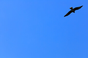 airplane in the sky