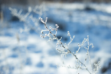 Winter plants in frost in light blue and white colors
- 458490256