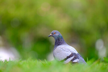 Close up with a single pigeon in the grass.  